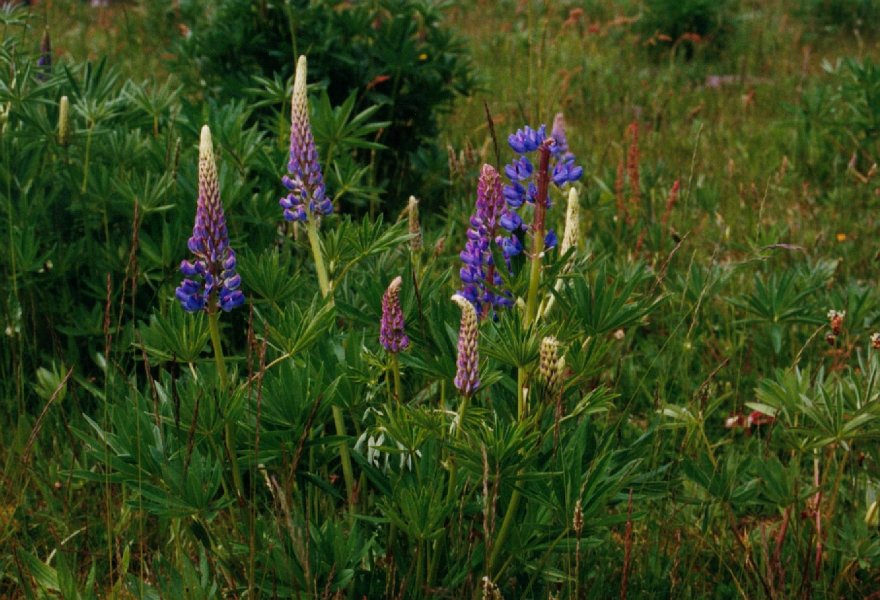 2001 05 26 westerbork lupinen